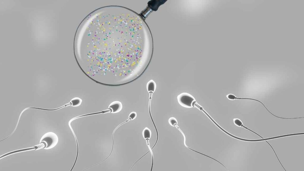 Microplastics in Human Reproductive Fluids - Semen and follicular fluid