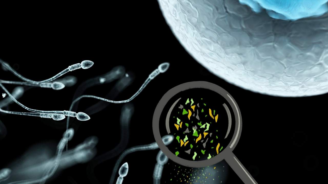 Microplastics in Human Reproductive Fluids
