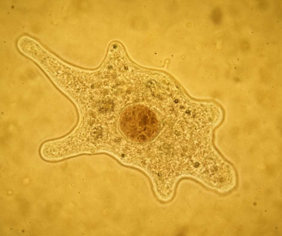 Brain-Eating Amoeba
